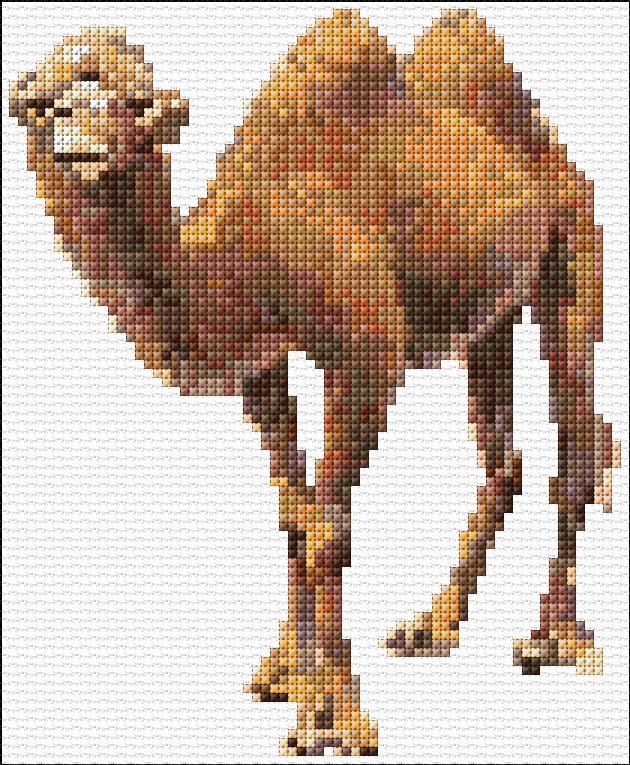 Camel