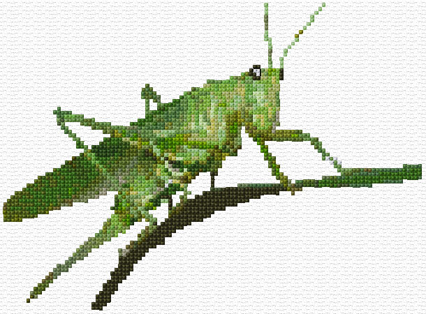 Grasshopper
